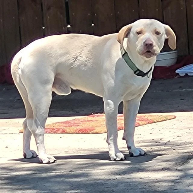 A young medium-sized male Labrador Retriever dog named Lawny for adoption in San Antonio, TX