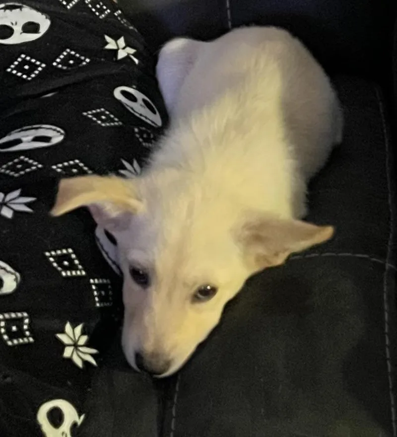 Presley thumbnail 2