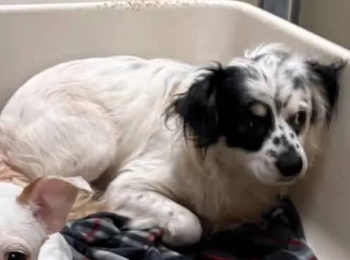 An adult medium-sized male Chihuahua dog named Buster for adoption in Parrish, FL