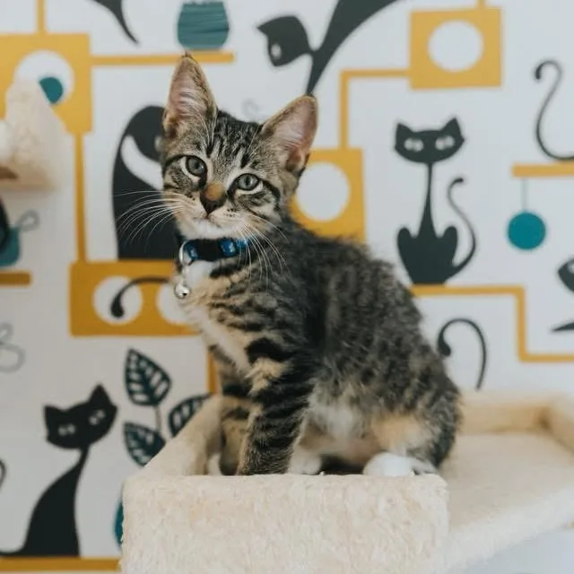 A baby medium-sized male Tabby (Tiger Striped) Domestic Short Hair cat named Anubis for adoption in Kentwood, MI