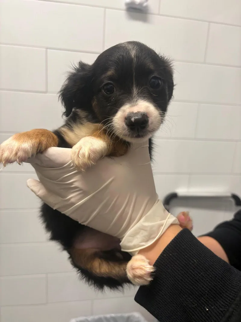 A baby small-sized male Dachshund dog named Cerberus for adoption in Austin, TX