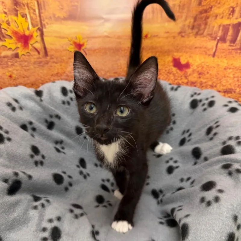 A baby small-sized male Domestic Short Hair cat named Duke for adoption in Newberg, OR