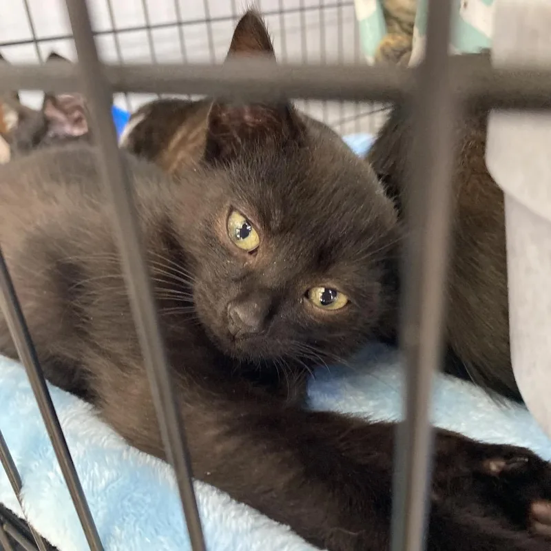 A baby small-sized male Black American Shorthair cat named Doug for adoption in Franklin, NC