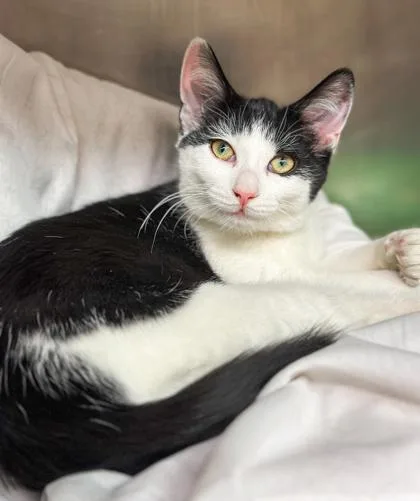 Snow Pea thumbnail 2