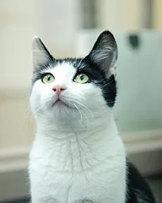 Snow Pea thumbnail 3