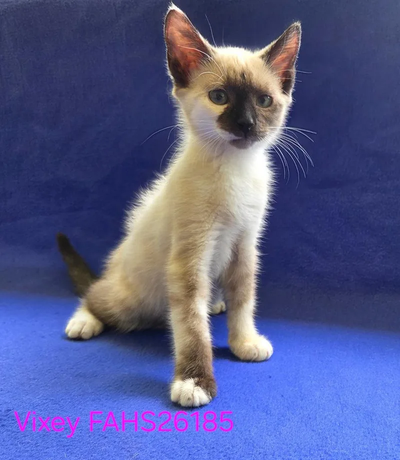 A baby medium-sized female Domestic Medium Hair cat named Vixey for adoption in Florence, SC