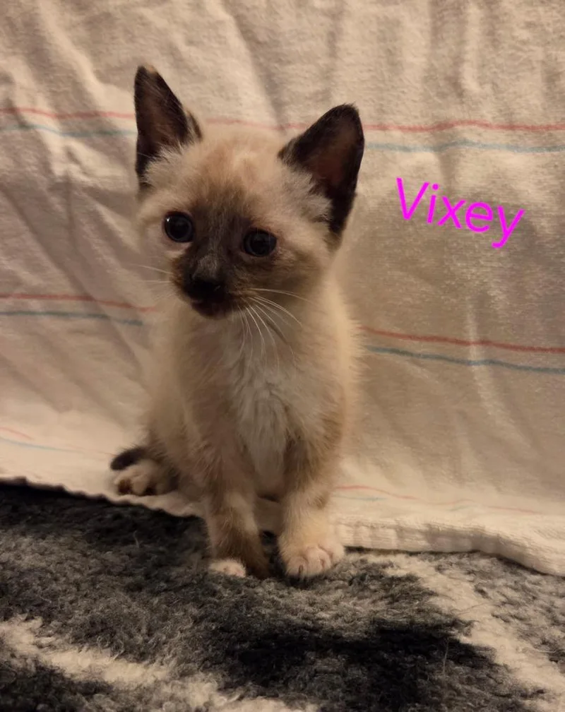 Vixey thumbnail 2