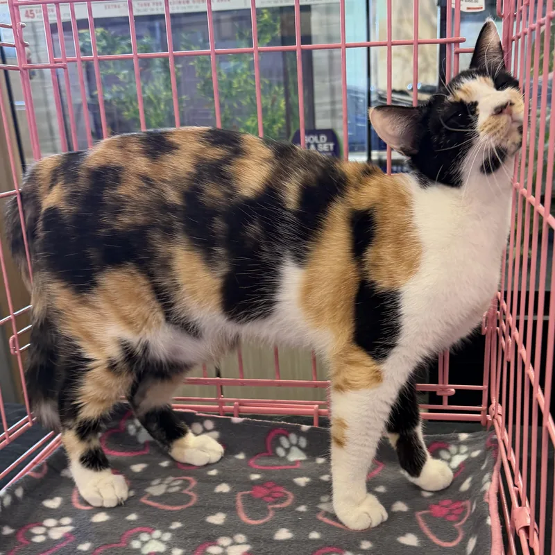 Calico J thumbnail 2