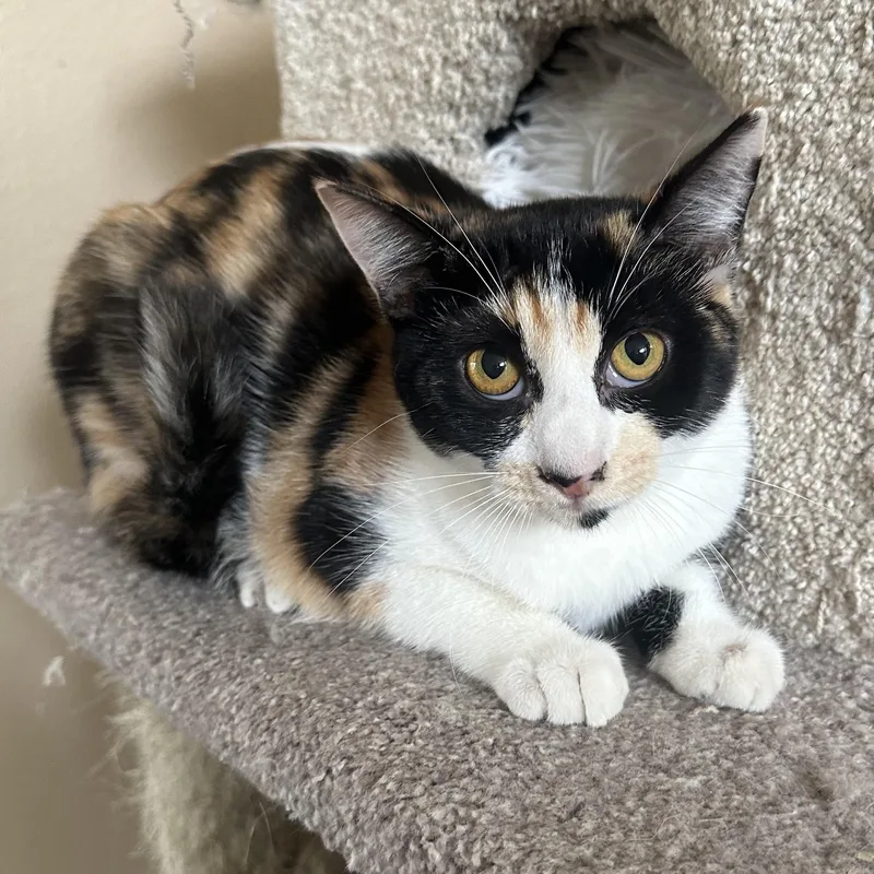 Calico J thumbnail 3