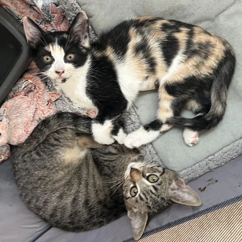 Calico J thumbnail 4