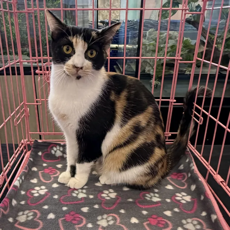 Calico J thumbnail 5