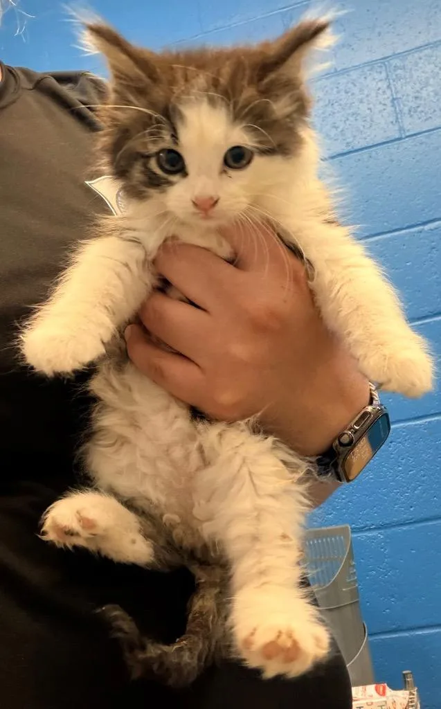 A baby medium-sized female Domestic Long Hair cat named Pepper for adoption in Newcastle, OK