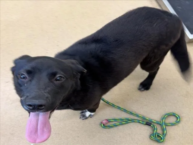 A young small-sized female Labrador Retriever dog named Brooklyn for adoption in Derwood, MD