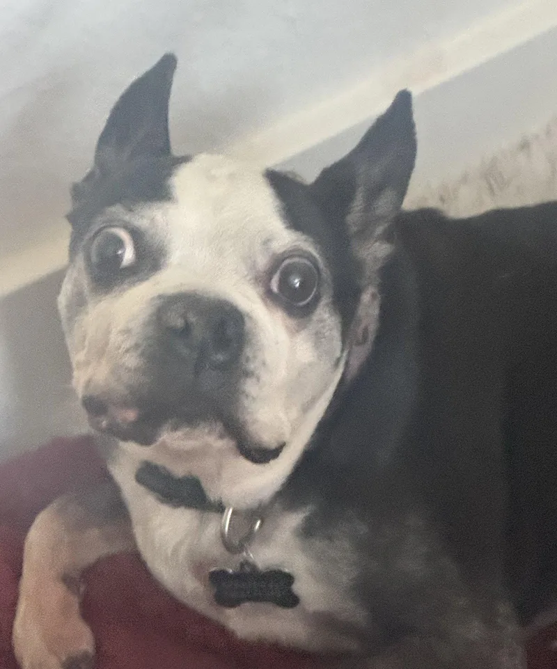 A senior medium-sized male Boston Terrier dog named Bosco and Bugsy for adoption in Scottsdale, AZ