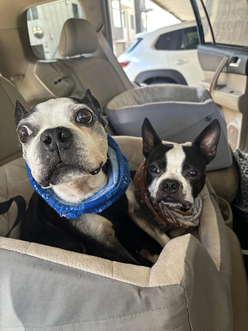 Bosco and Bugsy thumbnail 3