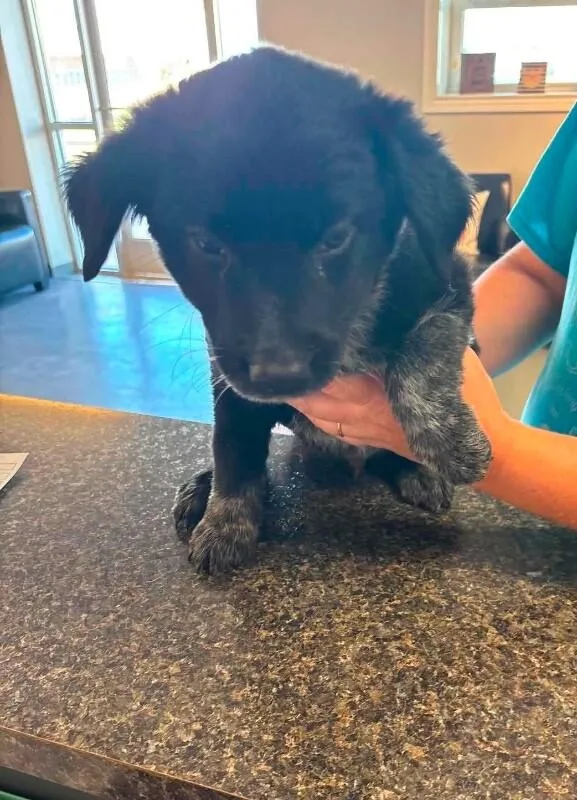 A baby small-sized male Australian Shepherd dog named Lincoln for adoption in Windsor, CO