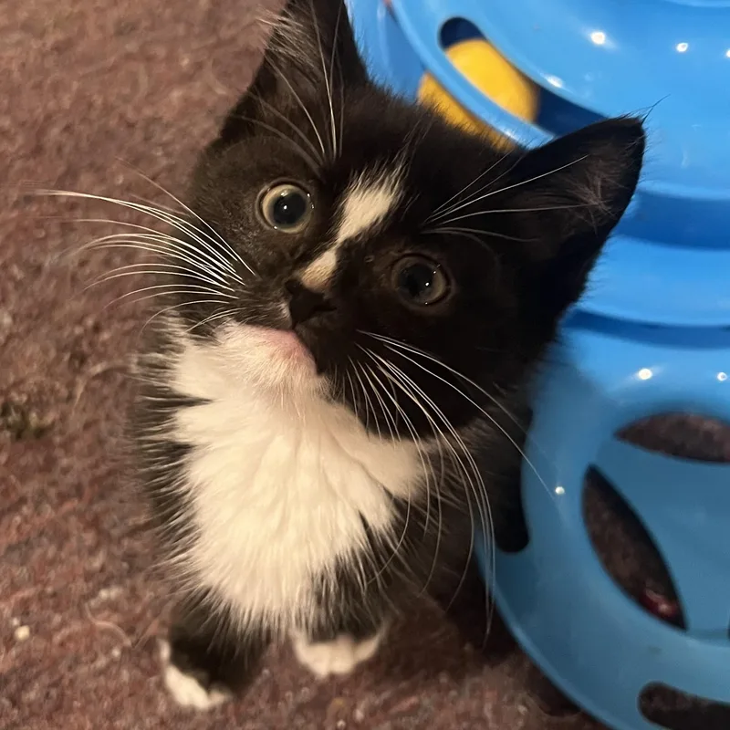 A baby medium-sized male Black & White / Tuxedo Domestic Short Hair cat named Anderson for adoption in South Euclid, OH