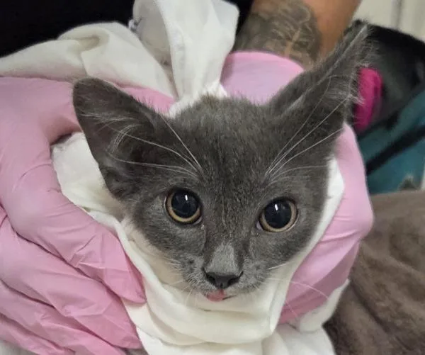 A baby small-sized male Domestic Short Hair cat named Smokey for adoption in El Cajon, CA