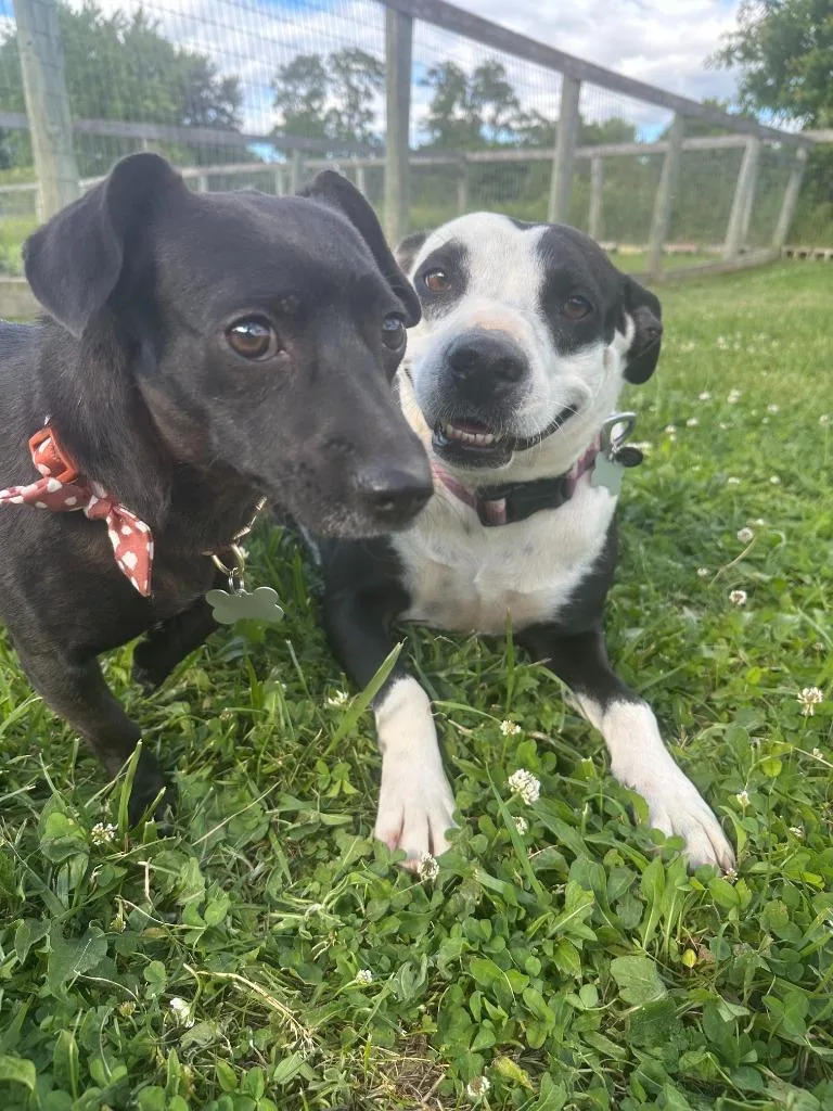A young medium-sized female American Staffordshire Terrier dog named Chloe for adoption in Hudson, NY