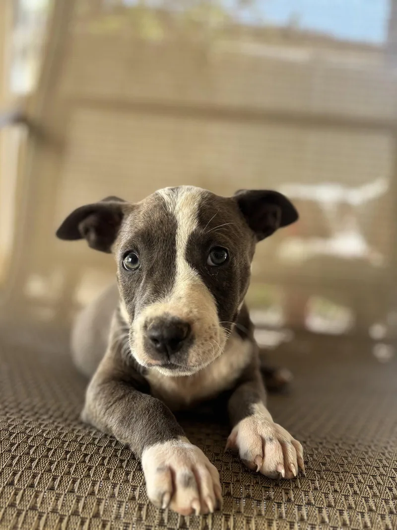 A baby medium-sized male Pit Bull Terrier dog named Leonard for adoption in Fullerton, CA