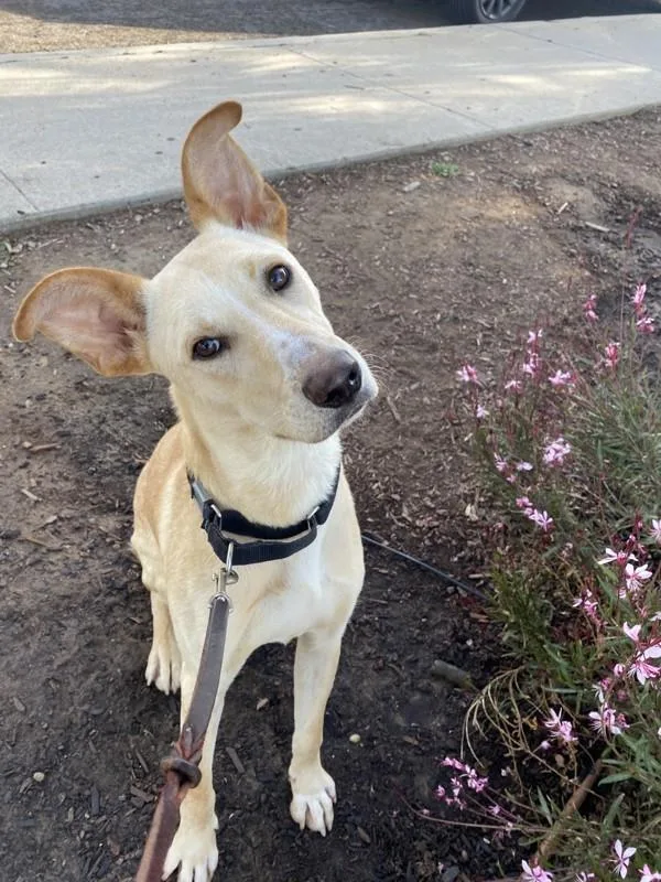 An adult medium-sized male Shepherd dog named Handsome Squidward for adoption in San Diego, CA