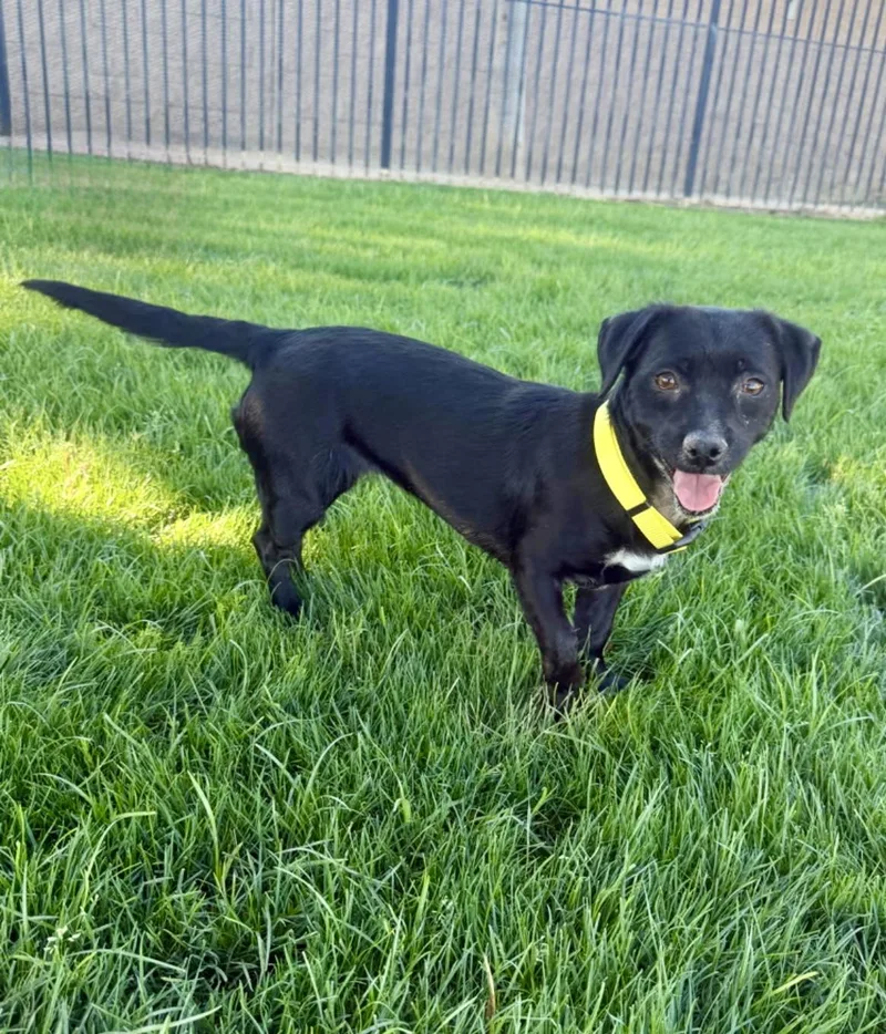 A young small-sized female Black Chiweenie dog named Robyn for adoption in Coachella, CA