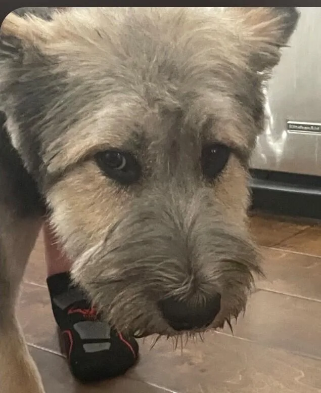 An adult medium-sized male Polish Lowland Sheepdog dog named Baxter NKA Wolfie for adoption in Dallas, TX