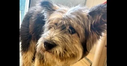 Baxter NKA Wolfie thumbnail 2