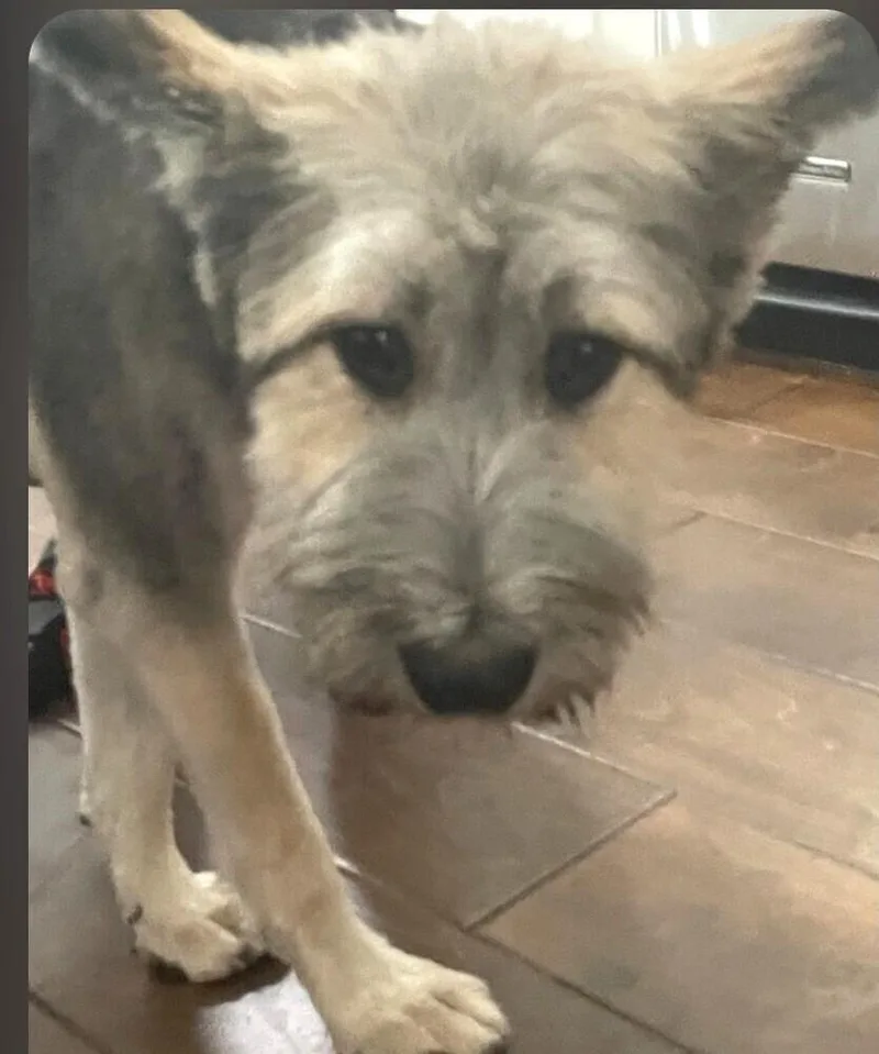 Baxter NKA Wolfie thumbnail 4