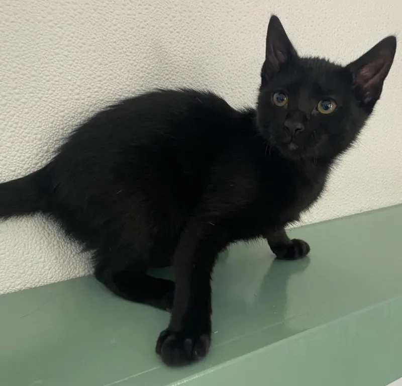 A baby large-sized male Domestic Short Hair cat named Otter for adoption in Lockhart, TX