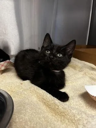 A baby small-sized male Domestic Short Hair cat named Cream for adoption in Roseville, CA