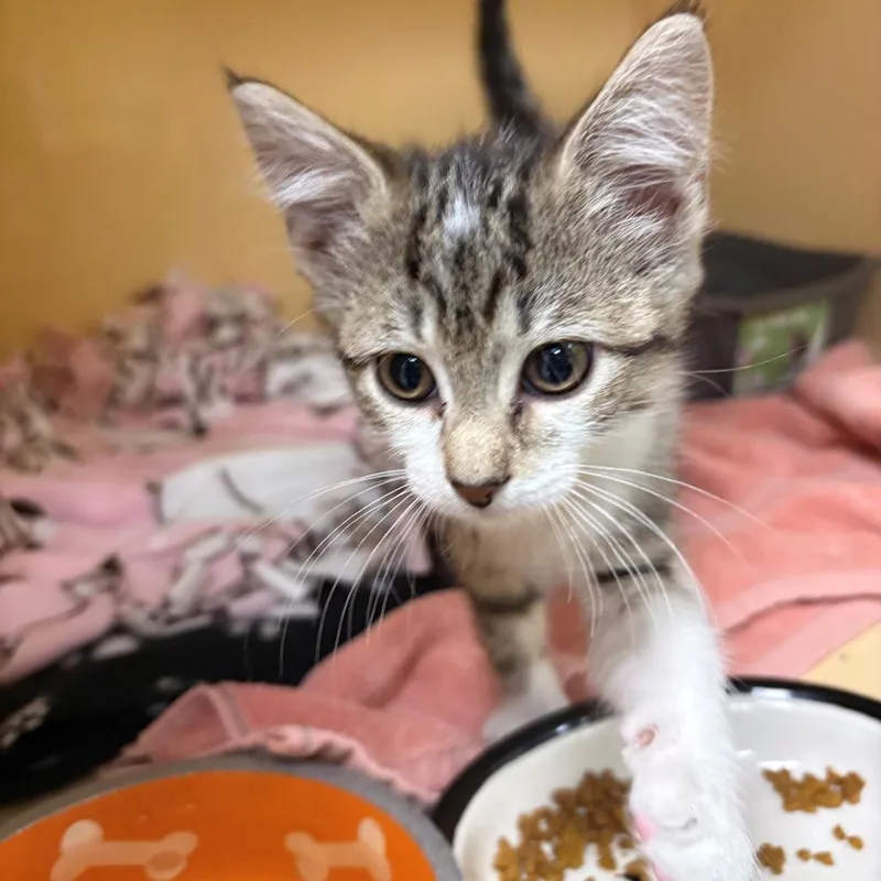 A baby small-sized female Brown / Chocolate Domestic Short Hair cat named Iodine for adoption in East Hanover, NJ