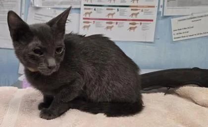 A young small-sized female Domestic Short Hair cat named Bug for adoption in Roseville, CA