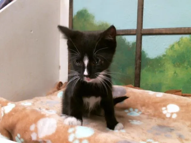 A baby small-sized male Domestic Short Hair cat named Sporty for adoption in Houston, TX