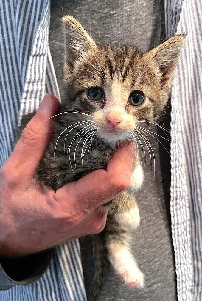 A baby medium-sized female Gray & White Domestic Short Hair cat named Sparrow for adoption in Albemarle, NC