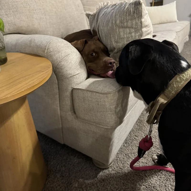A young medium-sized female American Staffordshire Terrier dog named Chocolate for adoption in Haslet, TX