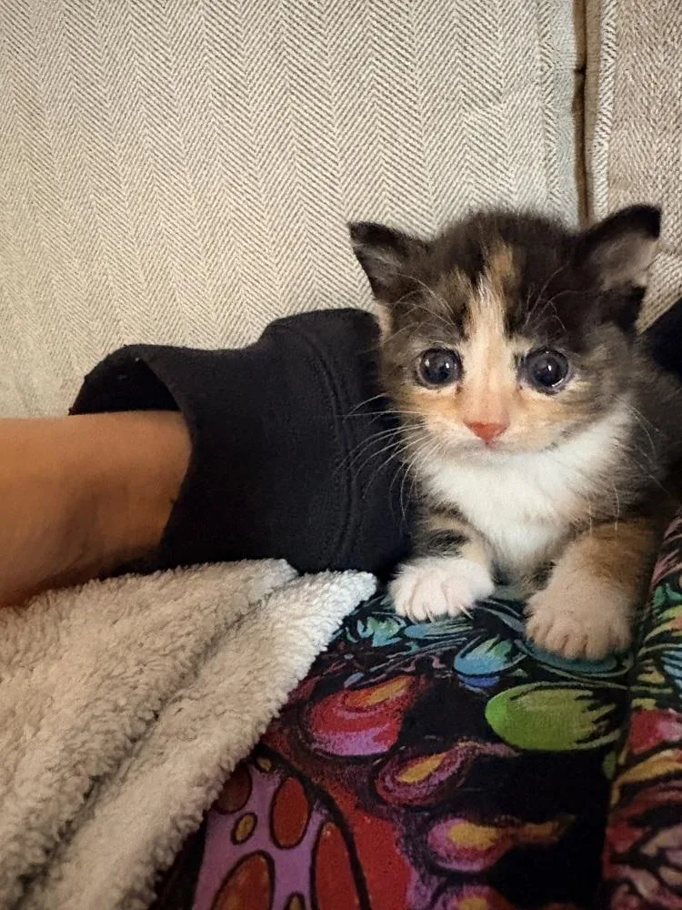A baby small-sized female Calico cat named Doodle for adoption in Martinsburg, WV