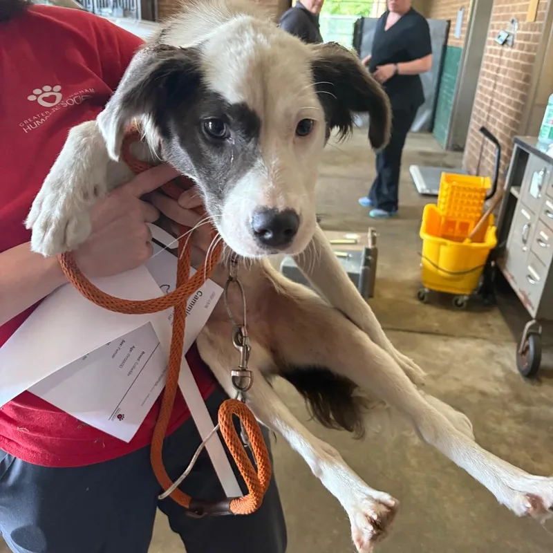 A young medium-sized female White / Cream Collie dog named Cammie for adoption in Birmingham, AL
