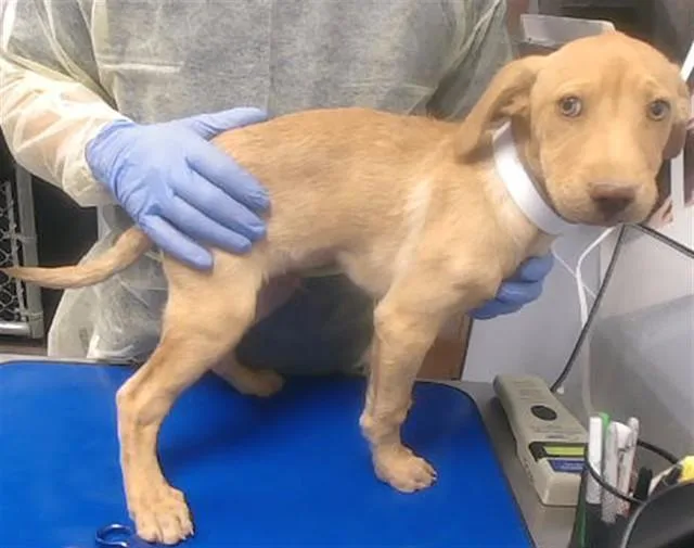 A baby small-sized male Labrador Retriever dog named Spike for adoption in Phoenix, AZ