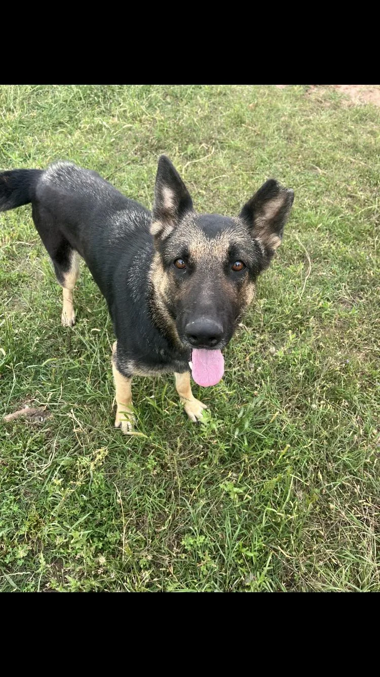 An adult large-sized female Bicolor German Shepherd Dog dog named Princess for adoption in Paradise, TX
