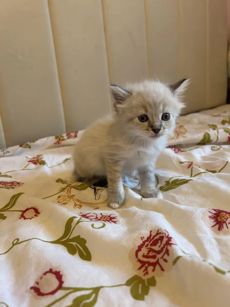 A baby medium-sized female Seal Point Domestic Short Hair cat named Namira for adoption in Fruit Heights, UT