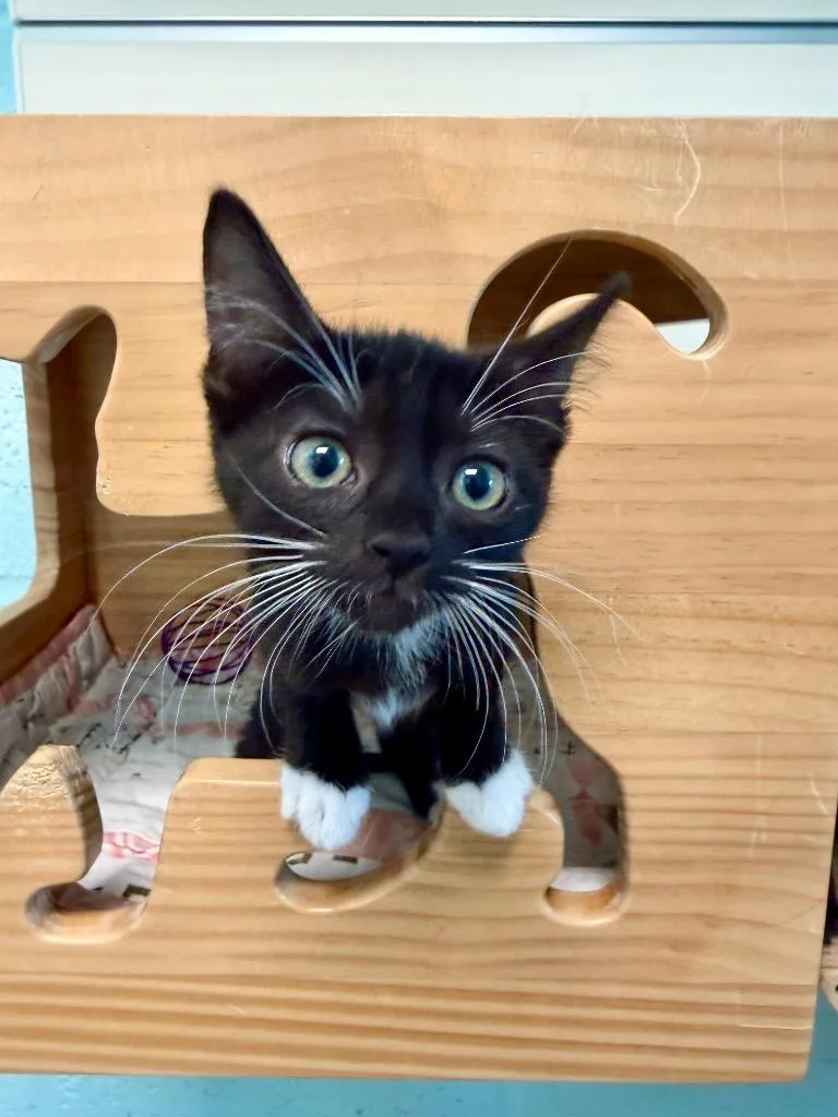 A baby small-sized female Domestic Short Hair cat named Liesl for adoption in Cape Coral, FL