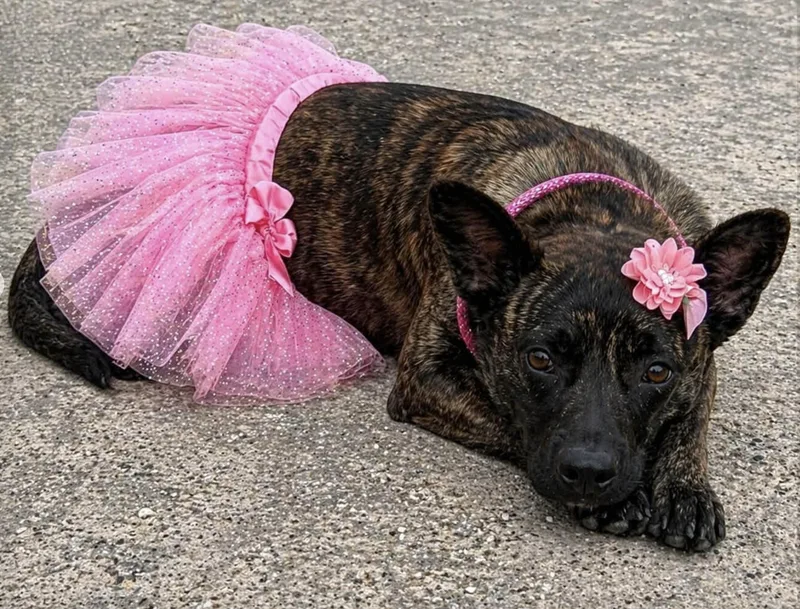 A young medium-sized female Mountain Cur dog named Chiquita for adoption in Allen, TX