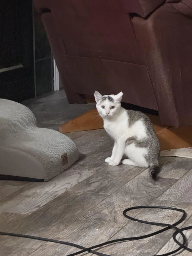 A young medium-sized female Tabby (Gray / Blue / Silver) Domestic Short Hair cat named Valerie for adoption in Oklahoma City, OK
