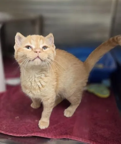 Marmalade