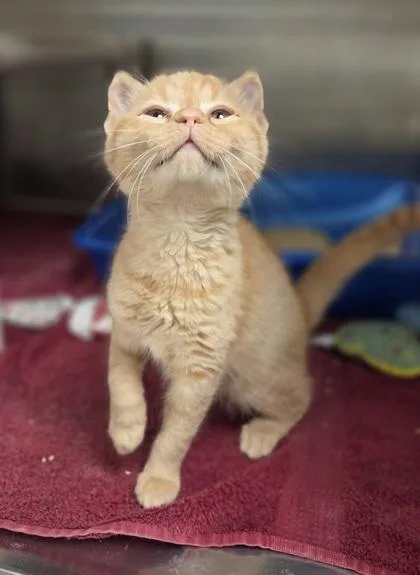 Marmalade thumbnail 3