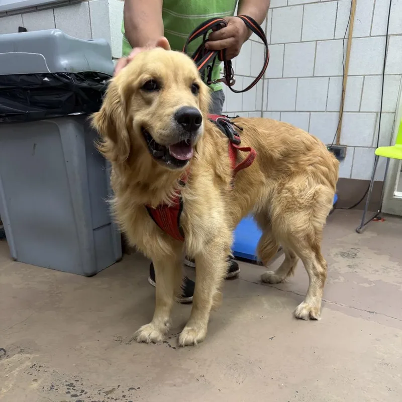 An adult large-sized male Golden Retriever dog named Maximum Maxwell for adoption in Northbrook, IL