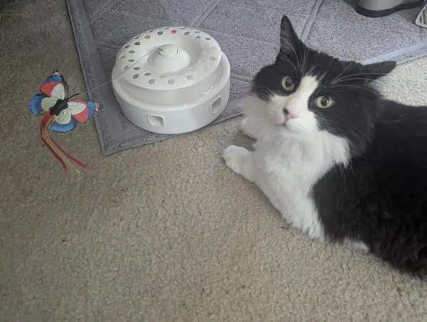 An adult medium-sized male Domestic Medium Hair cat named Mr. Oliver for adoption in Springfield, OR