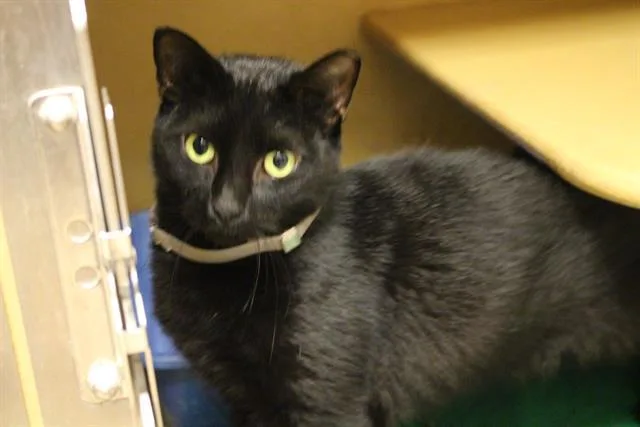 A senior large-sized female Domestic Short Hair cat named Cc for adoption in Dallas, TX