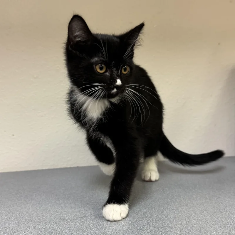 A baby medium-sized female Black & White / Tuxedo Domestic Short Hair cat named River for adoption in Pocatello, ID